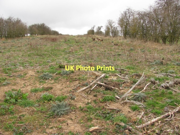 Photo 6"x4" A cleared  strip wood Foulden\/NT9255 c2011