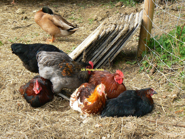 Photo 6"x4" A duck and chickens, Stoke Common Lane, Purton Stoke Purton Stoke c2011