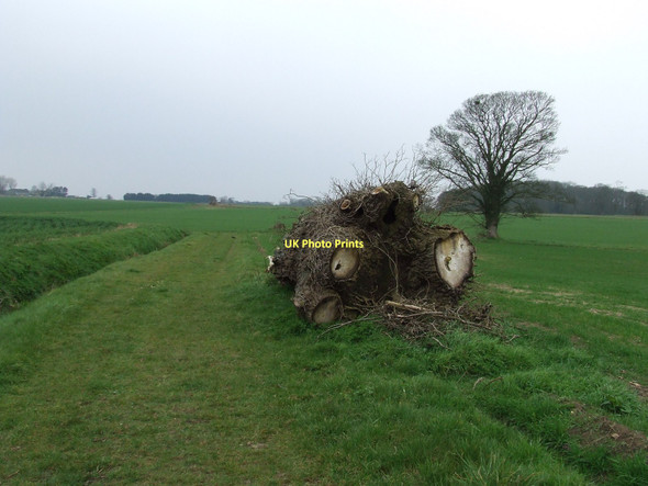 Photo 6"x4" Fallen Tree Bobby Hill c2011