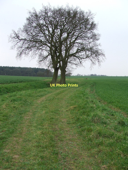 Photo 6"x4" Dunhill  Lane Bobby Hill c2011