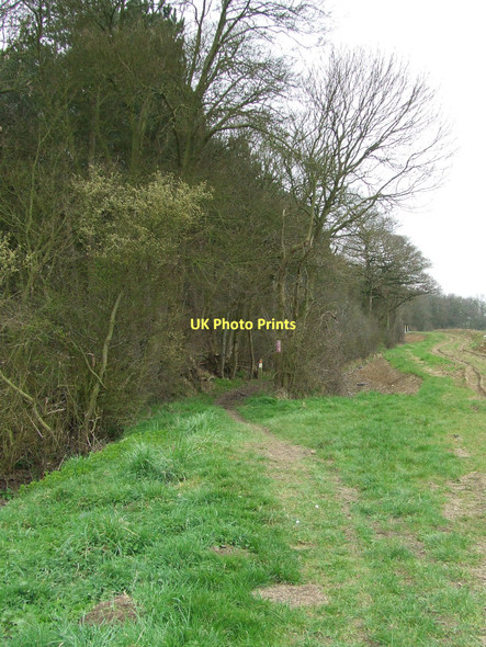 Photo 6"x4" Brockley Wood Bobby Hill c2011