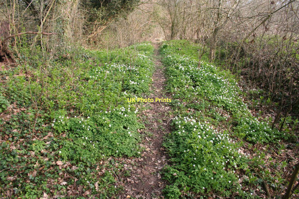 Photo 6"x4" Wood Anemones near Gowy aqueduct Huxley c2011