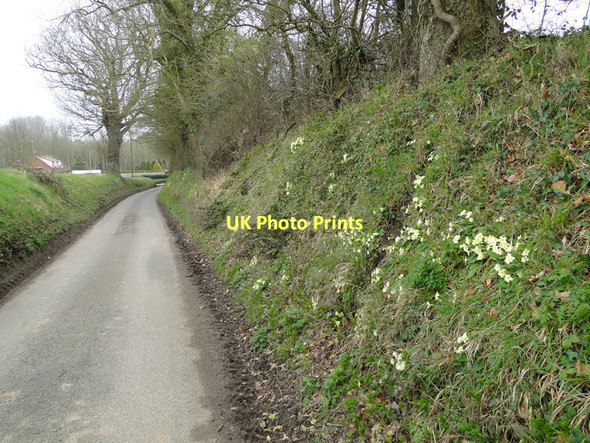 Photo 6"x4" Primroses on the bank of Ringbank Lane, Hanworth Hanworth\/TG1935 c2011