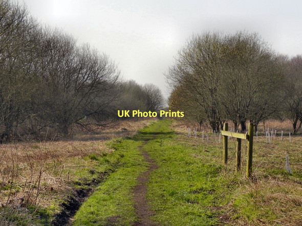 Photo 6"x4" Path into New Moss Wood Irlam c2011