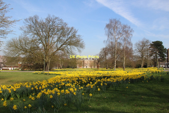 Photo 6"x4" Daffodils, Trent Park, London N14 Botany Bay\/TQ2999 c2011