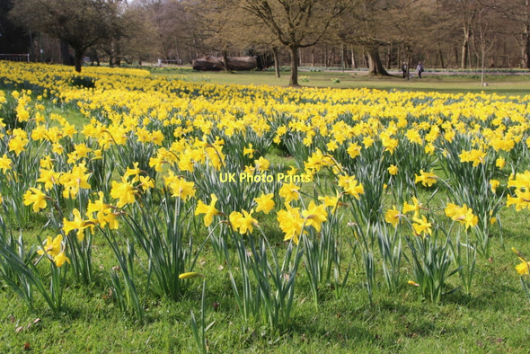 Photo 6"x4" Daffodils, Trent Park, London N14 Botany Bay\/TQ2999 c2011