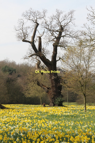 Photo 6"x4" Oak Tree, Trent Park, London N14 Botany Bay\/TQ2999 c2011
