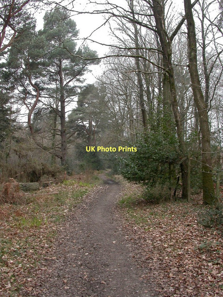 Photo 6"x4" White Sheet Plantation, bridleway God's Blessing Green c2011