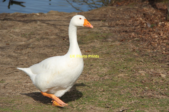 Photo 6"x4" Goose, Trent Park, London N14 Botany Bay\/TQ2999 c2011