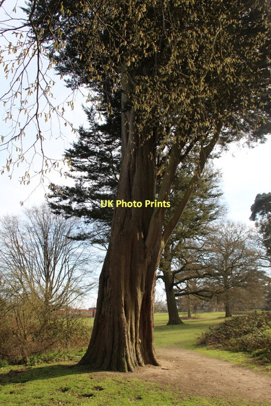 Photo 6"x4" Large tree, Trent Park, London N14 Botany Bay\/TQ2999 c2011