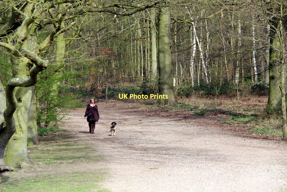 Photo 6"x4" Walking the Dog, Trent Park, London N14 Cockfosters c2011