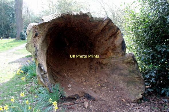 Photo 6"x4" Hollow Tree, Trent Park, London N14 Cockfosters c2011