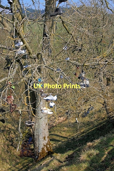 Photo 6"x4" Shoe Tree Knowesgate c2011