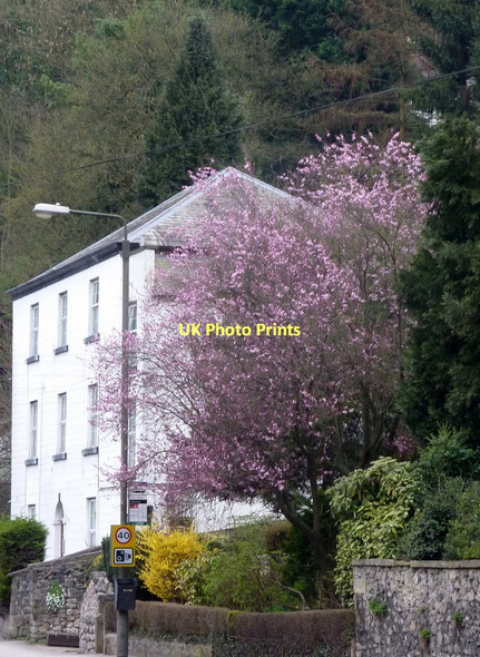 Photo 6"x4" House and blossom tree Matlock c2011
