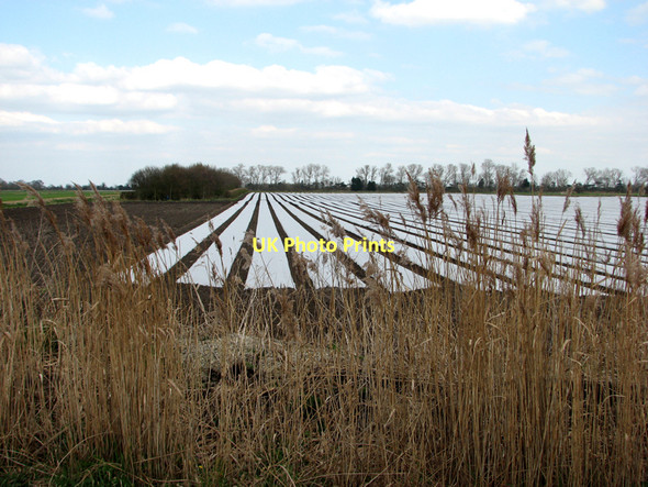 Photo 6"x4" Fen fields near Commissioners' Drain Commercial End c2011