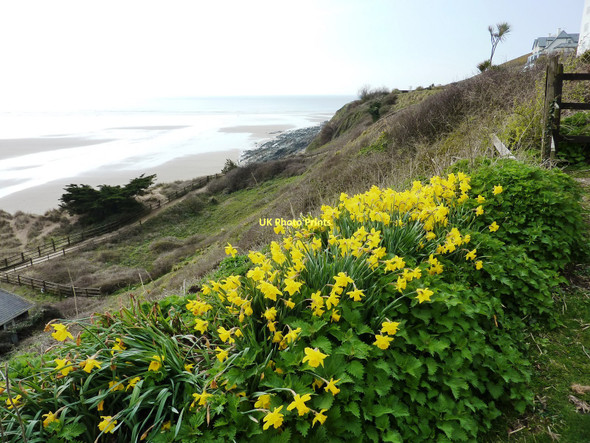 Photo 6"x4" Daffodils above Saunton Sands Saunton c2011