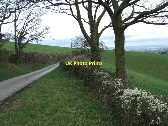 Photo 6"x4" Hedge and road near Whitestone transmitter tower Whitestone\/SX8693 c2011
