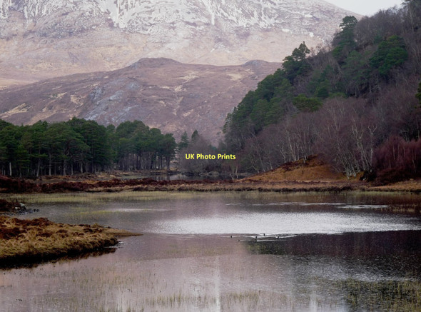 Photo 6"x4" Mallard settled on Loch Coulin Coulin Lodge c2011