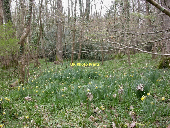 Photo 6"x4" Uddens, wild daffodils Broom Hill\/SU0302 c2011
