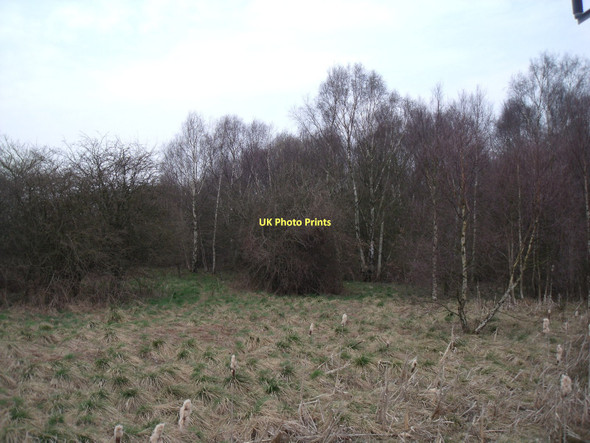 Photo 6"x4" Woodland beside the Blackwell Trail South Normanton c2011