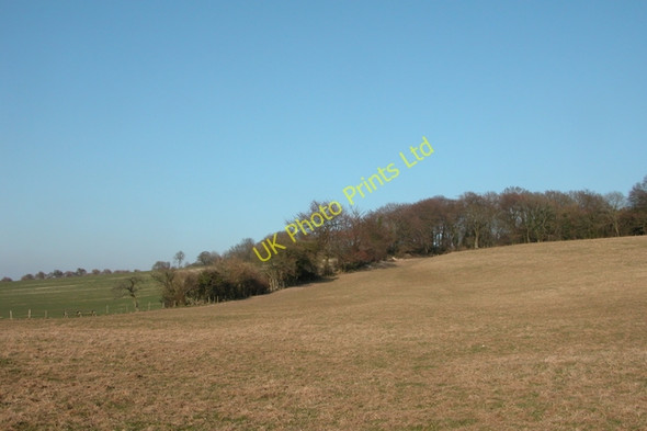 Photo 6"x4" Copse bordering Gander Down Cheriton\/SU5828 c2006
