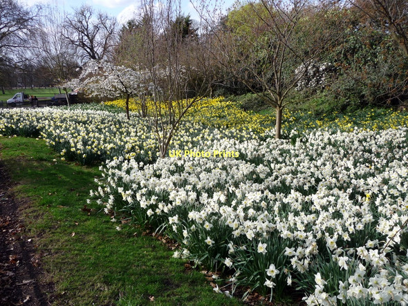 Photo 6"x4" Daffodils, Greenwich Park, London Greenwich\/TQ3977 c2011