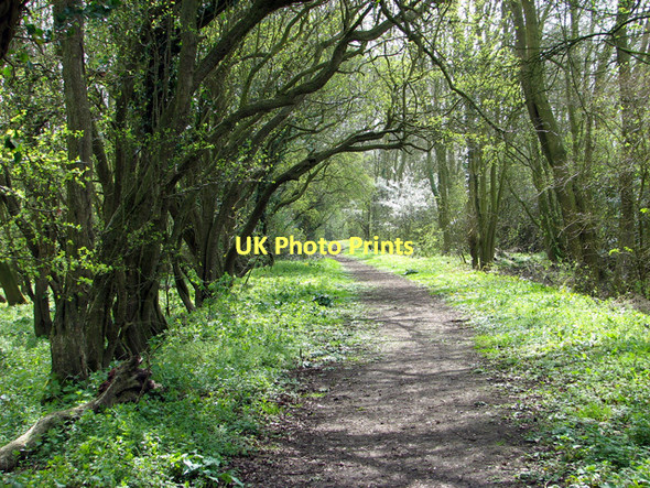 Photo 6"x4" Through Crow Green on Boudica's Way Wood Green\/TM2091 c2011