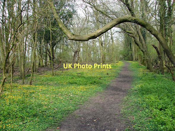 Photo 6"x4" To Wood Green on Boudica's Way Wood Green\/TM2091 c2011