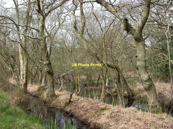 Photo 6"x4" Avon, willow carr Bisterne c2011