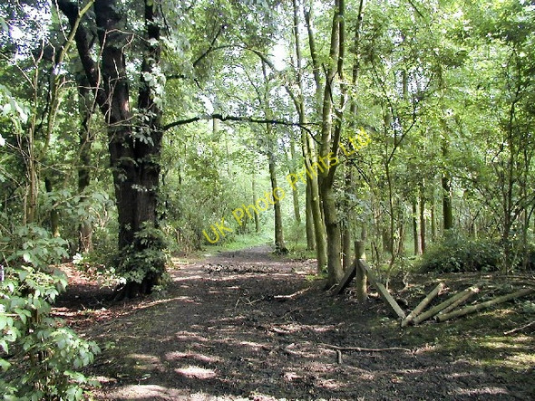Photo 6"x4" Limekiln Plantation, Normanton on Soar Stanford Hills c2005