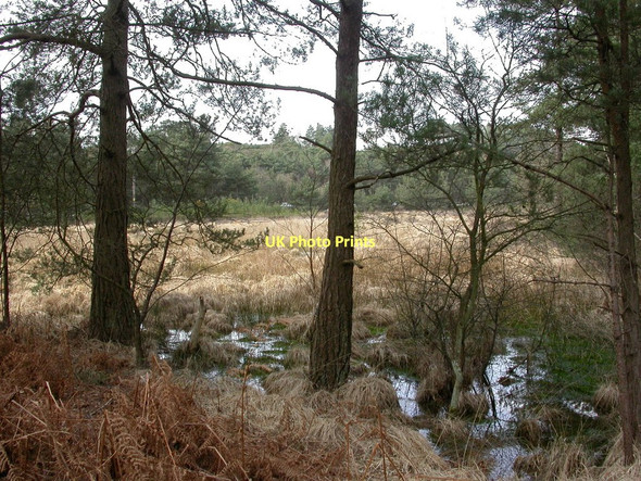 Photo 6"x4" Week Common, grassland Bisterne c2011