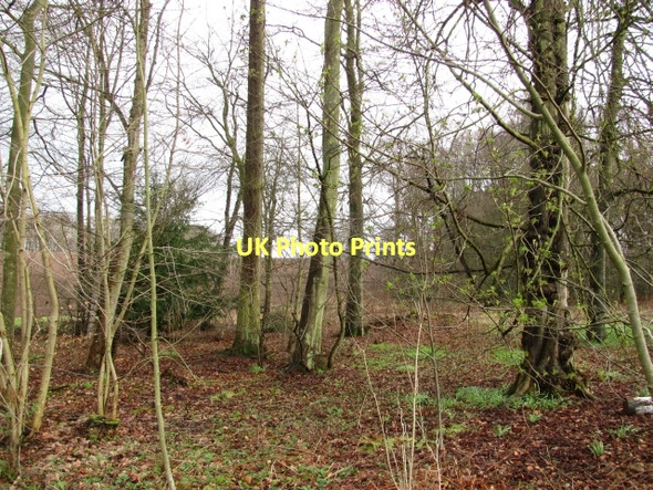 Photo 6"x4" Woodland, Lennel Coldstream\/NT8439 c2011
