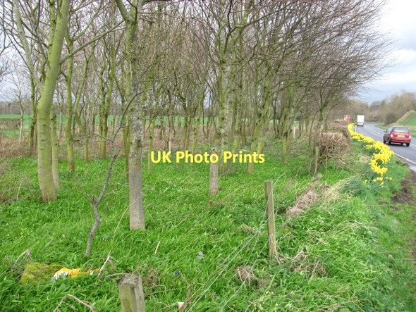 Photo 6"x4" Woodland beside the A698 Coldstream\/NT8439 c2011