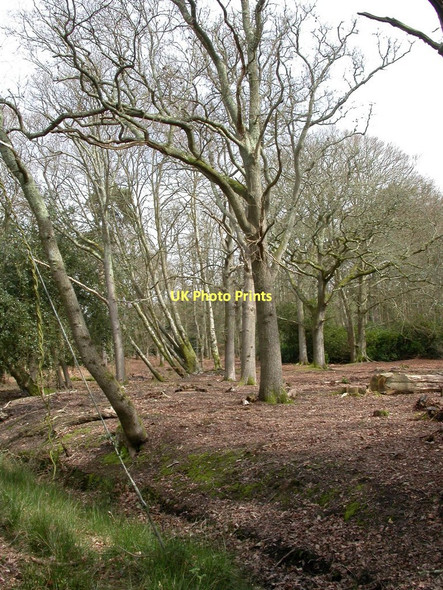 Photo 6"x4" North Kingston, woodland Ringwood\/SU1505 c2011