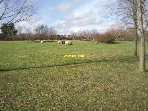 Photo 6"x4" Sheep grazing at London Wetland Centre Barnes c2011