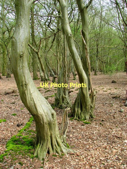 Photo 6"x4" USAAF Site 2, Upper Billingford Upper Street\/TM1780 c2011