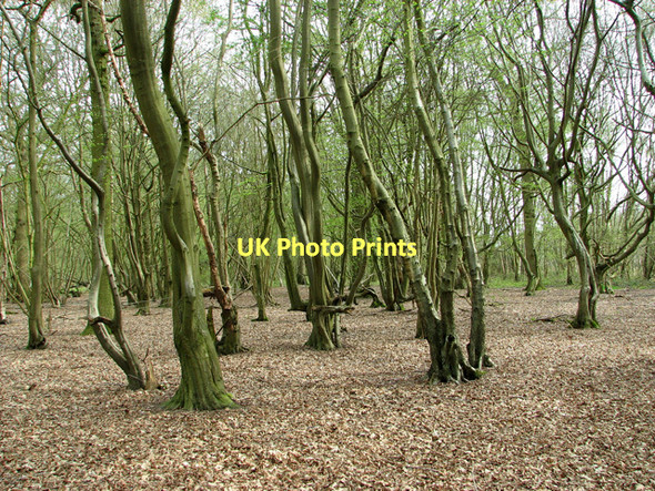 Photo 6"x4" USAAF Site 2, Upper Billingford Upper Street\/TM1780 c2011 P1