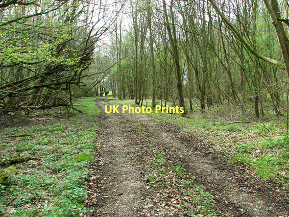 Photo 6"x4" Track in Middle Wood, Upper Billingford Upper Street\/TM1780 c2011