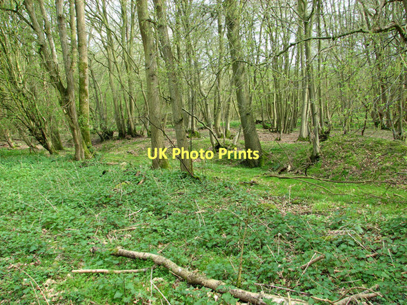 Photo 6"x4" Middle Wood, Upper Billingford Upper Street\/TM1780 c2011