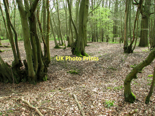 Photo 6"x4" Middle Wood, Upper Billingford Upper Street\/TM1780 c2011 P1