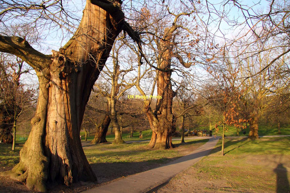 Photo 6"x4" Path to Queen Elizabeth's Oak Greenwich\/TQ3977 c2011