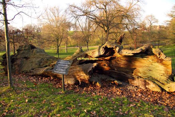 Photo 6"x4" Queen Elizabeth's Oak in Greenwich Park Greenwich\/TQ3977 c2011