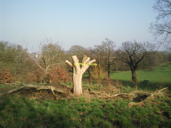 Photo 6"x4" Cut-down tree in Shrewsbury Park Woolwich c2011