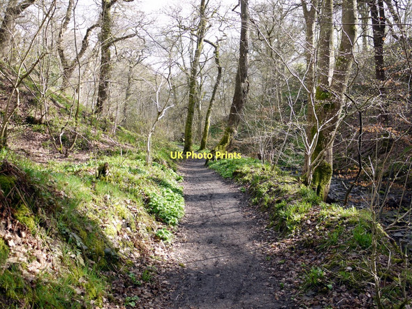 Photo 6"x4" Path in Walbottle Dene Ryton\/NZ1564 c2011