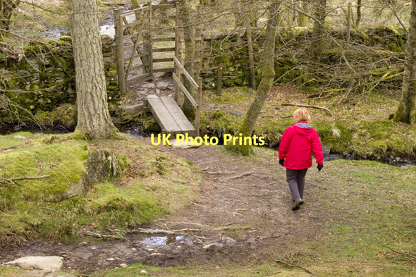 Photo 6"x4" Footpath through Schoolknott Plantation Windermere\/SD4198 c2011