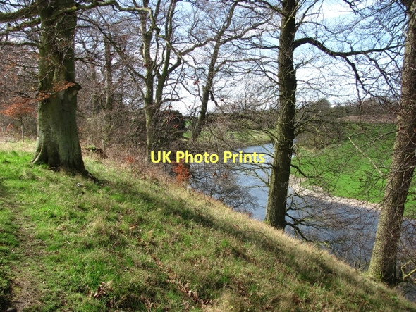Photo 6"x4" Woodland, Twizel Melkington c2011