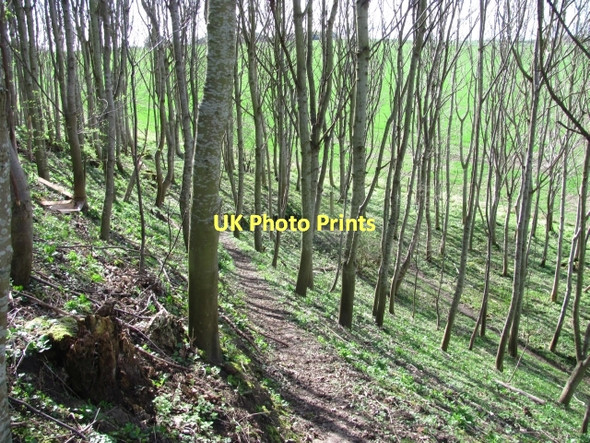 Photo 6"x4" Young woodland, Twizel Melkington c2011