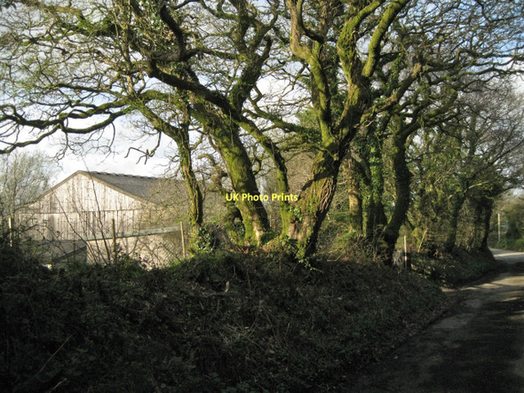 Photo 6"x4" Hedge bank by Oak Tree Farm, Stanborough  Hutcherleigh c2011