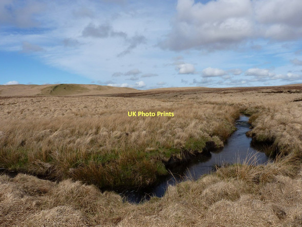 Photo 6"x4" The infant Nant y Fign Bryn yr Hyrddod c2011
