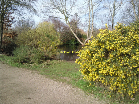 Photo 6"x4" Gorse on Wandsworth Common Clapham\/TQ2975 c2011